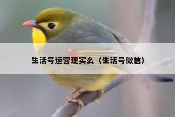 生活号运营现实么（生活号微信）