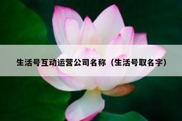 生活号互动运营公司名称（生活号取名字）